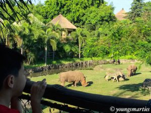 Read more about the article An adventure at Mara River Safari Lodge (Bali)