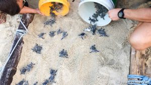 Read more about the article Home Learning Trip Part 2: Learning more about turtles and nature (with home learning and travel tips)