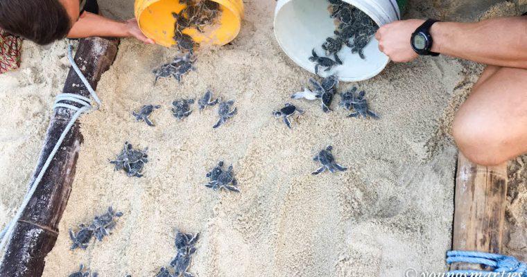 Home Learning Trip Part 2: Learning more about turtles and nature (with home learning and travel tips)