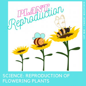 Read more about the article Science: Reproduction of flowering plants