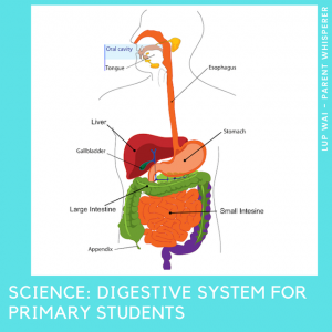 Read more about the article Science: Digestive System for Primary Students